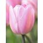 Tulip Rosalie Bulb