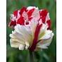Tulip Estella Rynveld