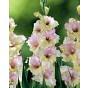 Gladiolus Mon Amour (PBR) Bulb