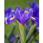 Dutch Iris Blue Magic Bulb