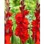 Gladiolus Red Balance ®