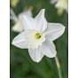 Narcissus Tresamble Bulb