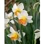 Narcissus Chromacolour