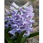 Hyacinth City of Bradford Bulb