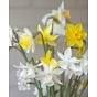 Miniature Daffodils & Narcissus Mixture