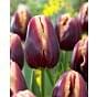 Tulip Doberman