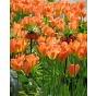 Tulip Orange Emperor 