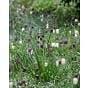 Fritillaria Meleagris (Snake's Head Fritillary) Bulb