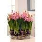 Multiflora Hyacinth Pink Pearl