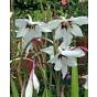 Acidanthera - Gladiolus Callianthus Murielae Bulb