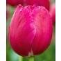 Tulip Burgundy Lace