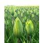 Tulip Green King (Evergreen)
