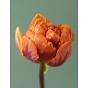 Tulip Orange Princess Bulb