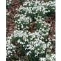 Snowdrop Galanthus Single (Nivalis Simplex) 