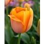 Tulip Dordogne Bulb