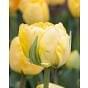 Tulip Akebono ® Bulb