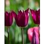 Tulip Purple Heart