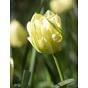 Tulip Exotic Emperor (White Valley)  Bulb