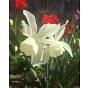 Narcissus Thalia Bulb