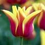 Tulip Sonnet Bulb