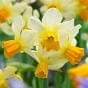 Narcissus Eaton Song 