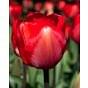 Tulip Red Impression ® Bulb