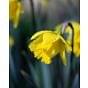 Narcissus Barenwyn Bulb