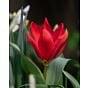 Tulip Red Emperor (Madam Lefeber)
