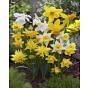 Miniature Daffodils & Narcissus Mixture