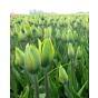 Tulip Green King (Evergreen)