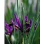 Iris Reticulata J. S. Dijt
