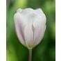 Tulip Fay