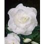 Begonia Double White