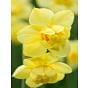 Narcissus Yellow Cheerfulness 12/14 cm Bulb