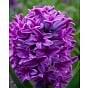 Hyacinth Miss Saigon Bulb