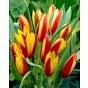 Tulip Clusiana Cynthia Bulb