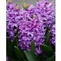Hyacinth Purple Voice Bulb