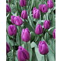 Tulip Purple Flag