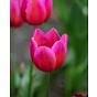 Tulip Aphrodite Bulb