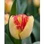 Tulip Cape Town Bulb