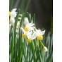 Narcissus Canaliculatus Bulb