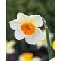Narcissus Barret Browning Bulb