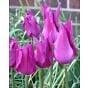 Tulip Purple Dream Bulb