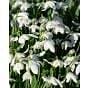 Snowdrop Galanthus Double (Flore Pleno) In The Green 