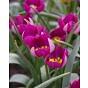 Tulip Humilis Persian Pearl Bulb