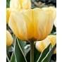 Tulip Jaap Groot Bulb