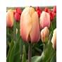 Tulip Blushing Impression 