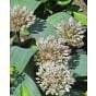 Allium Karataviense Bulb