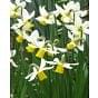 Narcissus Jack Snipe Bulb