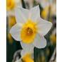 Narcissus Golden Echo Bulb